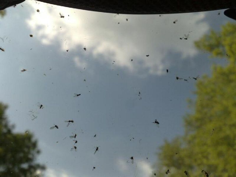 Los mosquitos son molestos para la conducción. Así, como un cementerio de insectos, quedó la pantalla del casco de Marc Martín.