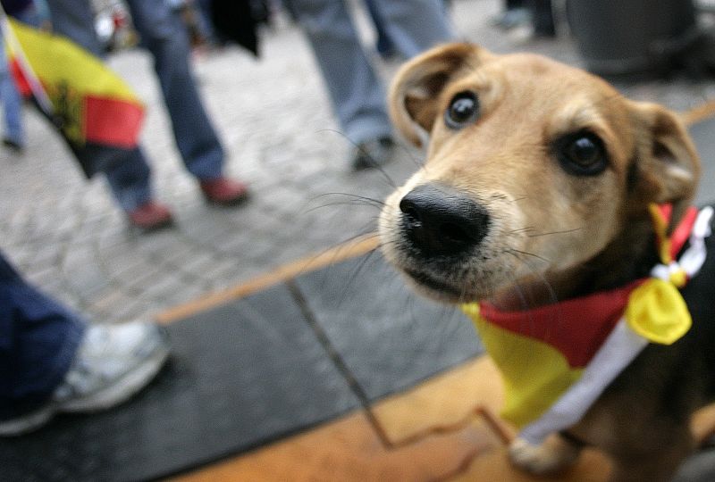 Cachorro alemán