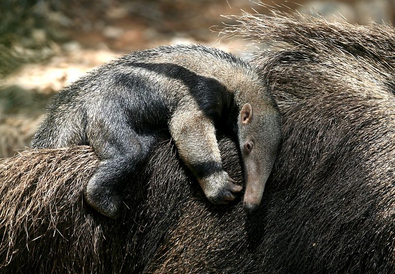 Oso hormiguero