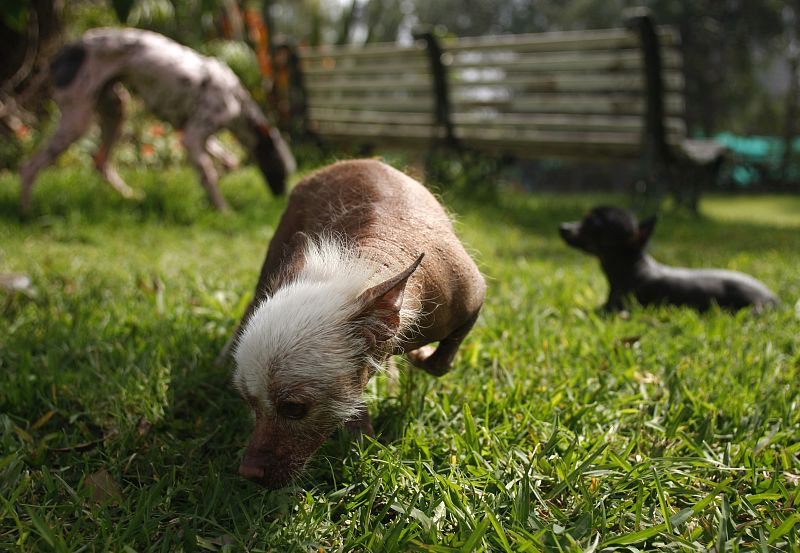 Club del perro calvo en Lima