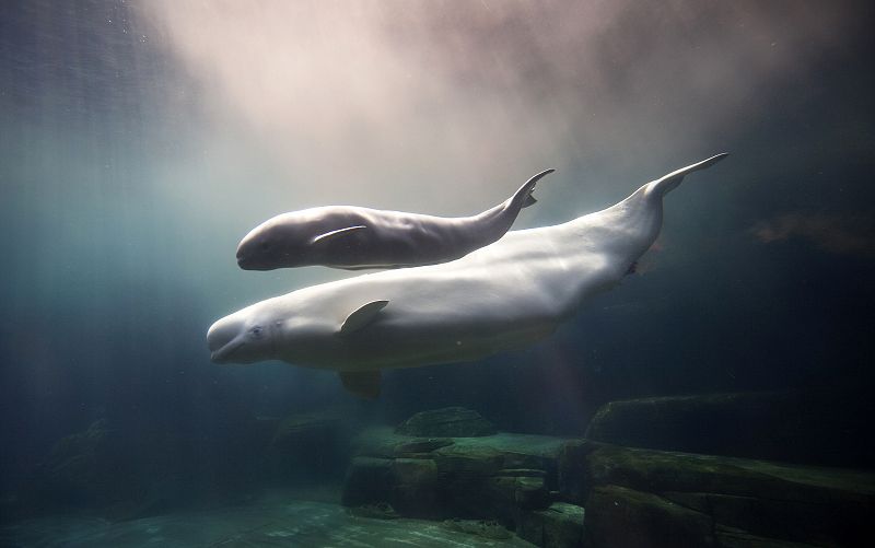 Aurora, una ballena beluga