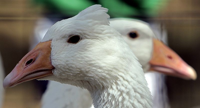 Festival de foie gras húngaro