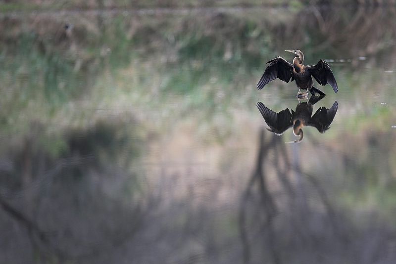 Un ejemplar de pájaro serpiente africano