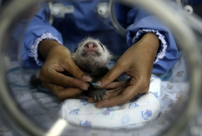 Cria de oso panda en cuidados