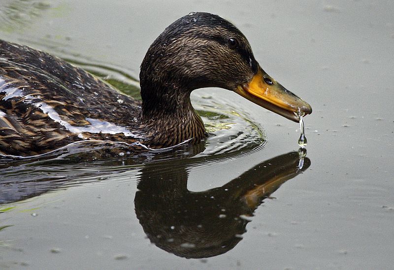 Un pato salvaje nada en un estanque en el Zoológico de Budapest.