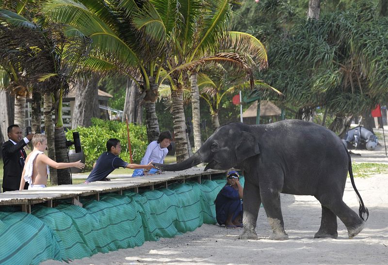 El elefante "Lilly", Tailandia