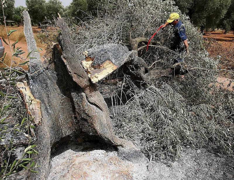 Un agricultor arregla su finca