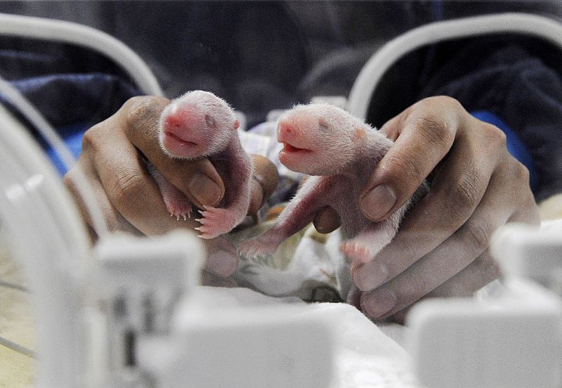 Par osos panda recién nacidos en Ya'an (China)
