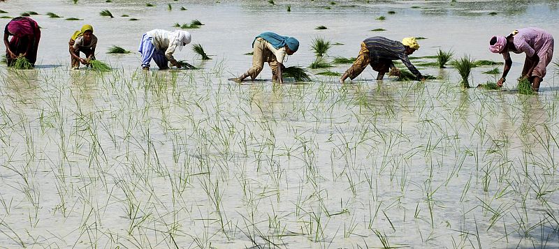 Farmers plant saplings in a rice field in Mathura