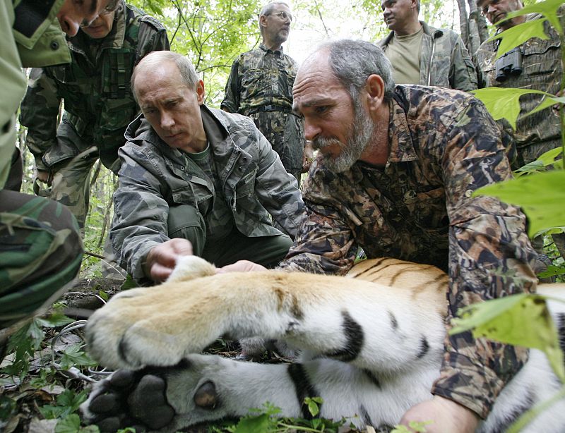 El año pasado, sosteniendo la cabeza de un tigre de cinco años mientras los científicos le colocan un collar para tenerlo localizado vía satélite.