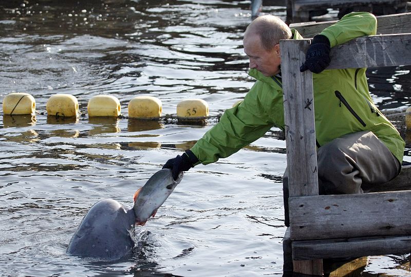 Putin alimenta a una ballena beluga llamada Dasha en las isla de Chkalov el pasado 31 de julio.