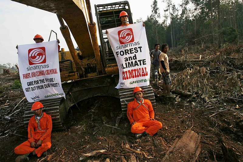 VARIOS ACTIVISTAS DE GREENPEACE Y WALHI SE ENCADENAN A UNAS EXCAVADORAS DURANTE UNA PROTESTA EN EL BOSQUE DE SINAR MAS