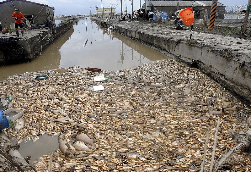 Peces muertos flotan en la superficie del agua de una piscifactoría en Pingtung