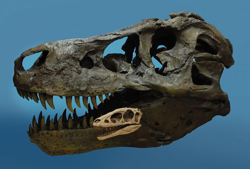 Comparación del cráneo del Raptorex con el del T. Rex