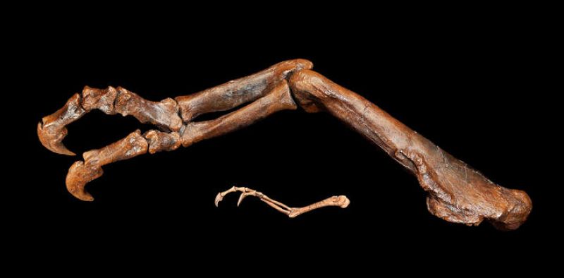  Comparación de los dos dedos del pequeño dinosaurio con los de su sucesor, el T. Rex