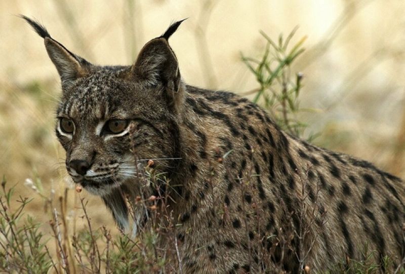 El lince ibérico es una especie en "peligro crítico de extinción", según la Unión Internacional para la Conservación de la Naturaleza.