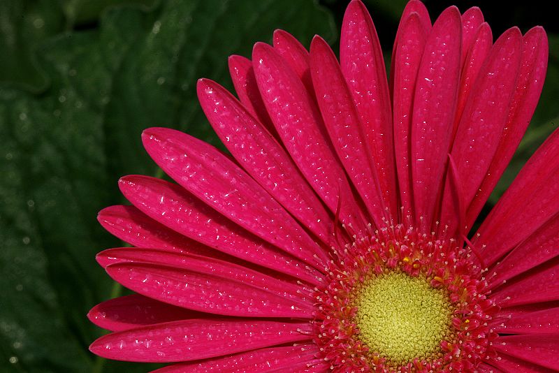 Gerbera, de espíritu joven