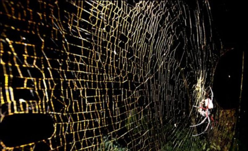 Una telaraña gigante dorada de más de 1 metro de diámetro tejida por una 'Nephila'