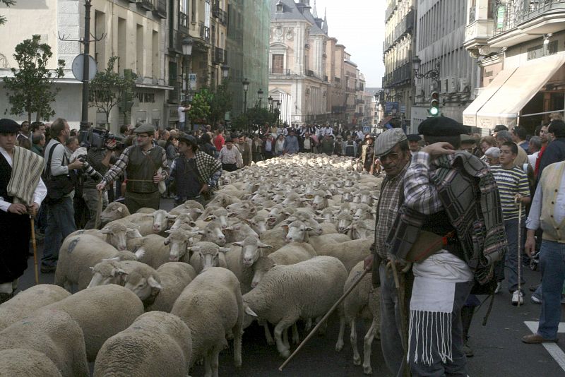 Las ovejas, a su paso por la calle Arenal.