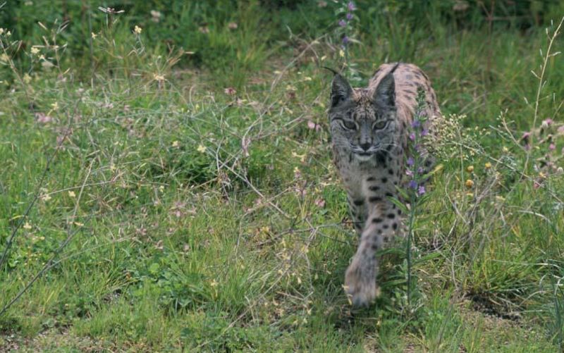 Azahar, la hembra de lince ibérico trasladada al nuevo centro de cría en cautividad portugués.