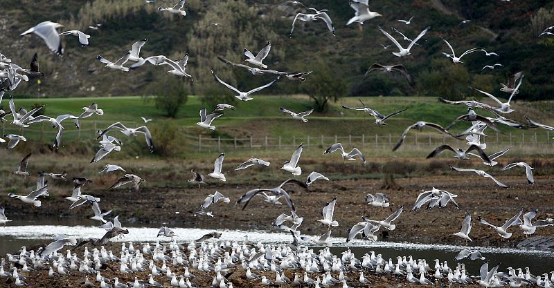 Gran número de gaviotas vuelan sobre la localidad guipuzcoanas de Zarautz.