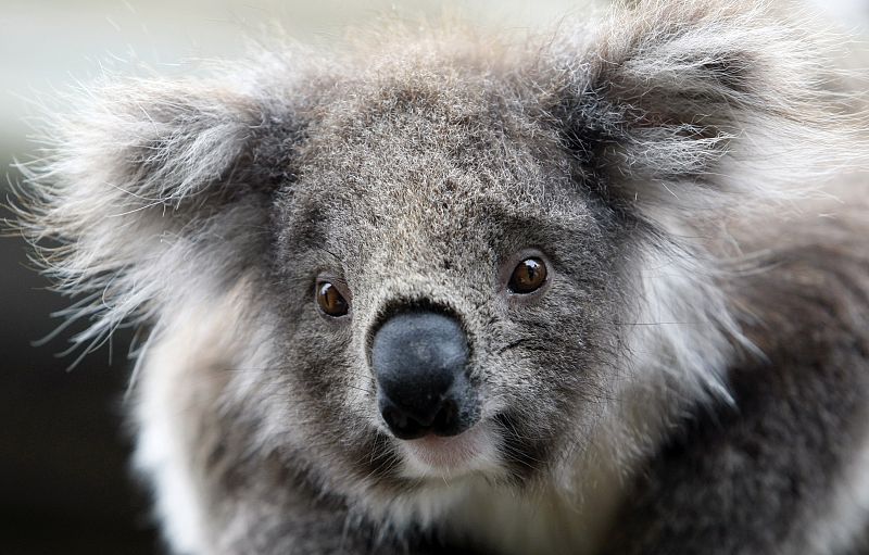 Los koalas tienen una piel gruesa y lanuda que los protege de las altas y bajas temperaturas, y que también actúa como un impermeable para repeler la humedad cuando llueve.