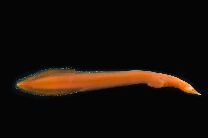 Un Neocyema, un extraño animal de color naranja y alargado. Es uno de los peces nunca vistos antes en la cordillera submarina del Atlántico.