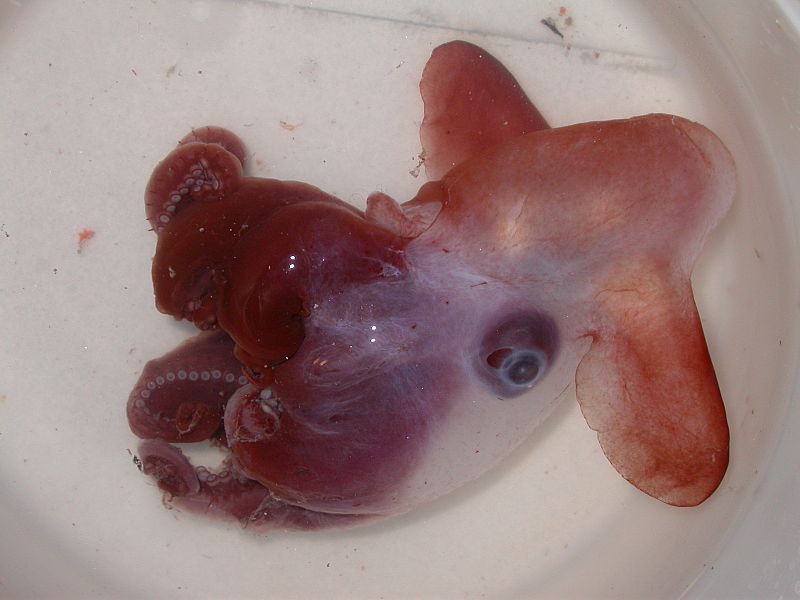 Otro pequeño dumbo marino, un pulpo con 'orejas' que logra sobrevivir en lo más profundo.