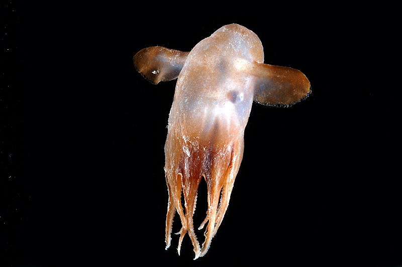 Una nueva especie de Grimpoteuthis, conocido también como pulpo dumbo por las protuberancias laterales que presentan estos cefalópodos.