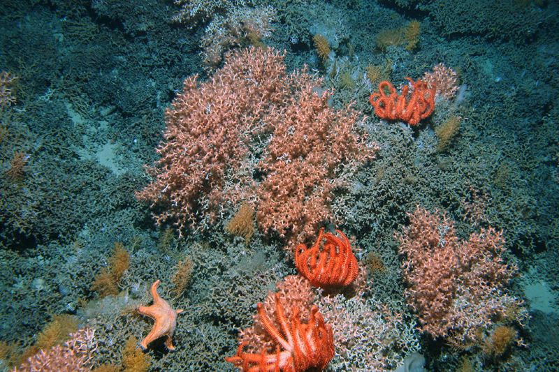A 1.000 metros de profundidad también existe una gran variedad de coloridos corales.