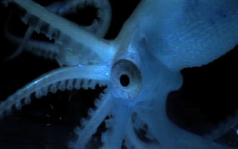 Varios tipos de pulpos se encuentran entre las especies halladas por los científicos a grandes profundidades