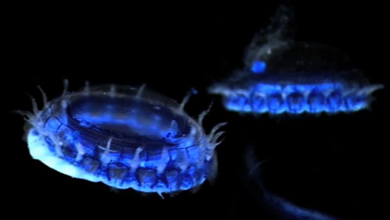 Un tipo desconocido de 'Atolllas', una clase de medusas, nada en lo más produndo de los océanos.