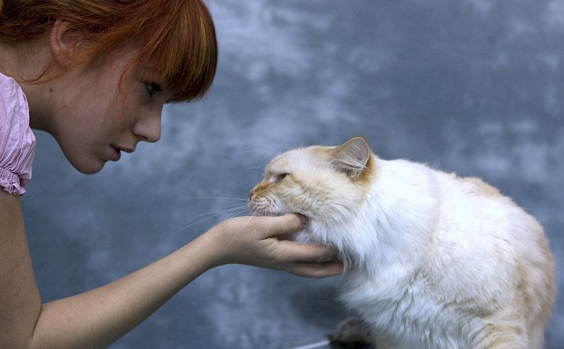 EXPOSICIÓN INTERNACIONAL FELINA EN VARSOVIA