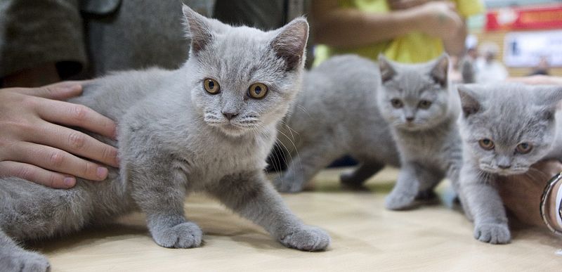 EXPOSICIÓN INTERNACIONAL FELINA EN VARSOVIA