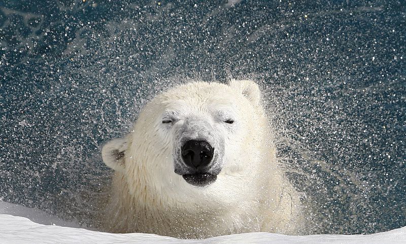 El hábitat de los osos polares se está viendo amenazado por el cambio climático, que acelera el deshielo.
