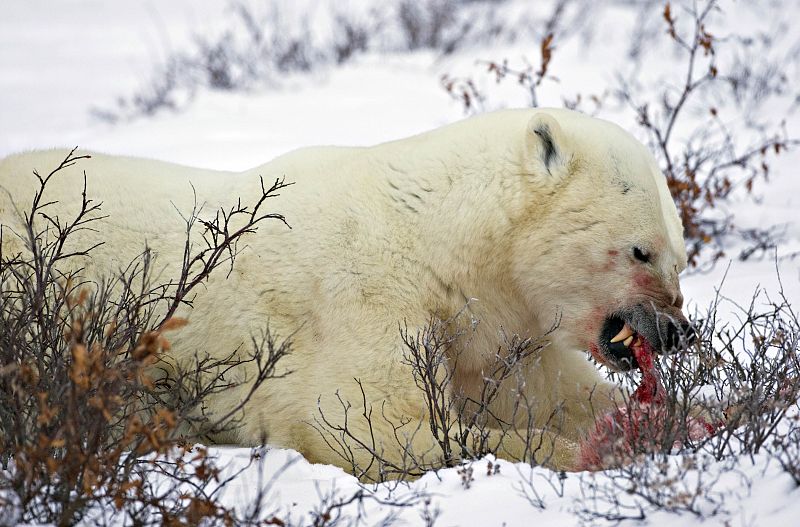 "El oso macho ataca a sus crías para que la hembra vuelva a querer aparearse", explica. "Esto también ocurre en la población de los osos cantábricos y con cierta frecuencia, es un proceso natural por cruel que parezca", afirma Telan town of Churchill