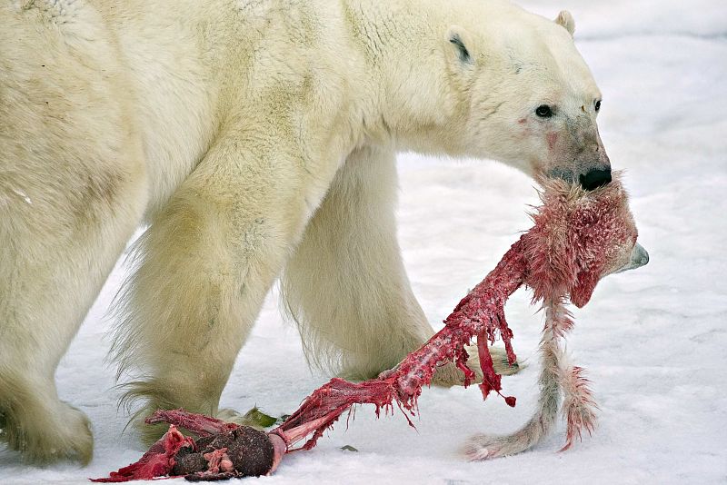 Las impactantes fotografías, tomadas al norte de Canadá, han sido usadas por algunos activistas del cambio climático, que afirman que estos casos de crías de oso polar devoradas por sus congéneres están aumentando en los últimos años.