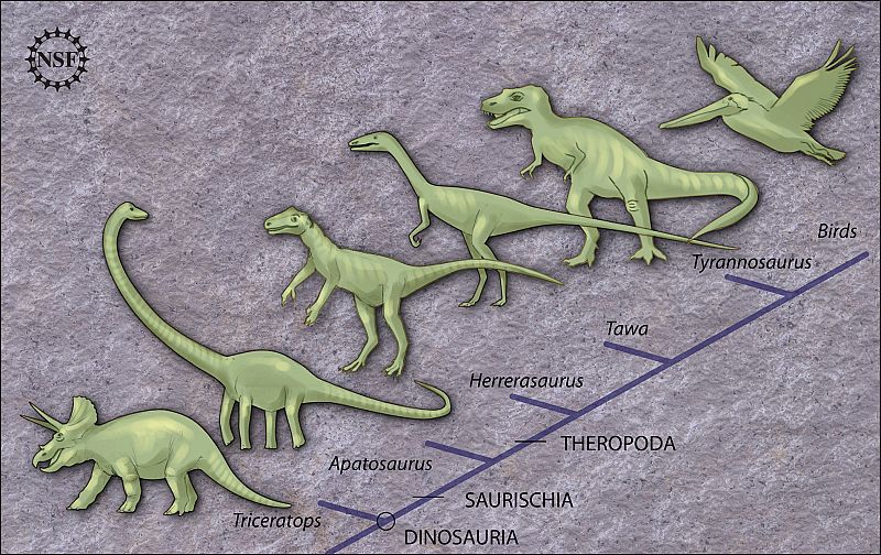 En Tawa existen características del Herrerasaurus, pero también de los terópodos posteriores, por lo que sitúa al controvertido Herrerasaurus dentro de este suborden de los dinosaurios.