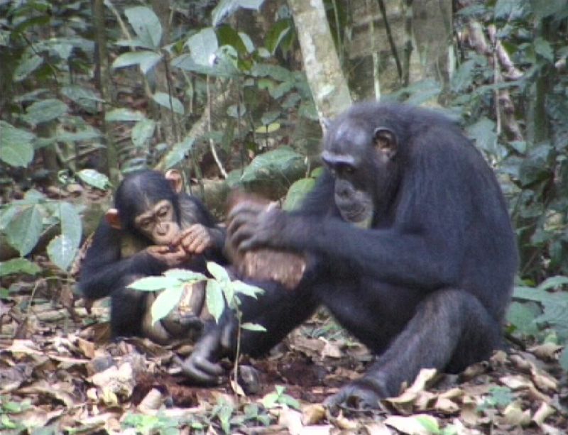 En los chimpancés han identificado más de 20 usos diferentes de herramientas. Entre ellos, palitos para extraer los restos de comida de los dientes, ramas con hojas para espantar moscas y piedras para romper nueces sobre una superficie dura, como en