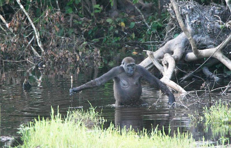 La gorila utiliza el bastón para cruzar la charca