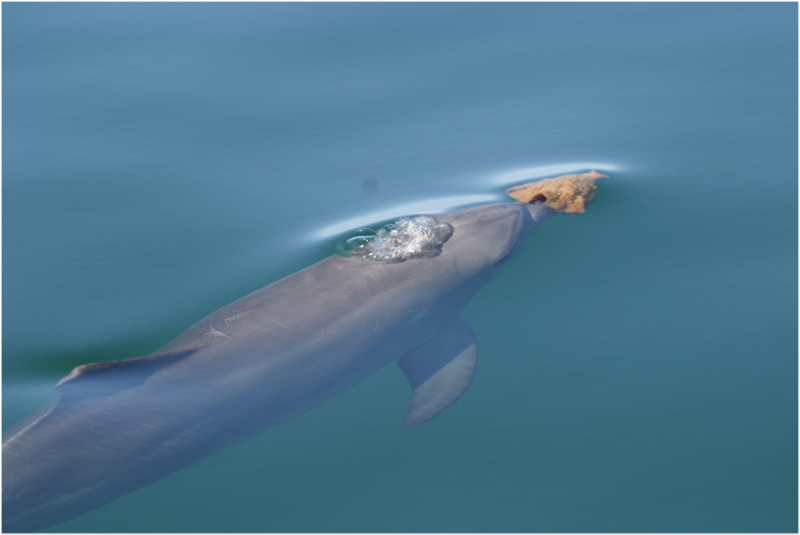 Los delfines mulares de la Bahía de Tiburones, en Australia, usan esponjas que colocan en la punta de su morro para buscar comida en el fondo marino sin lastimarse.