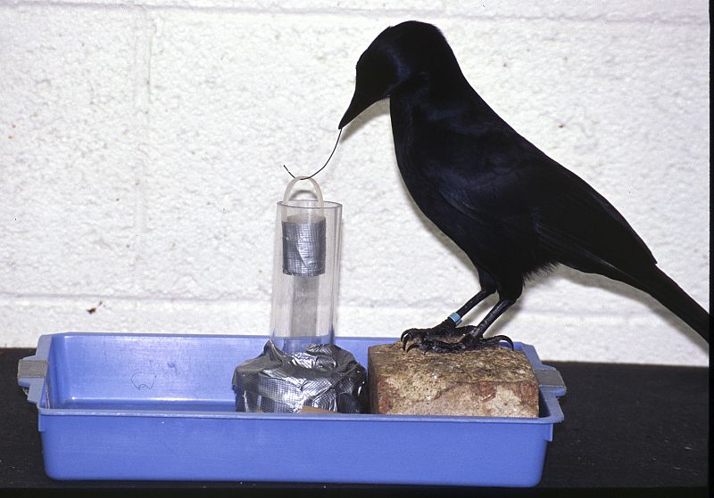 En 2002, Betty, una cuervo de Nueva Caledonia, inseparable compañera del zoólogo argentino Alex Kalcenik, revolucionó a la comunidad científica cuando construyó un gancho con un alambre para conseguir comida. El estudio lo publicó la revista `Science