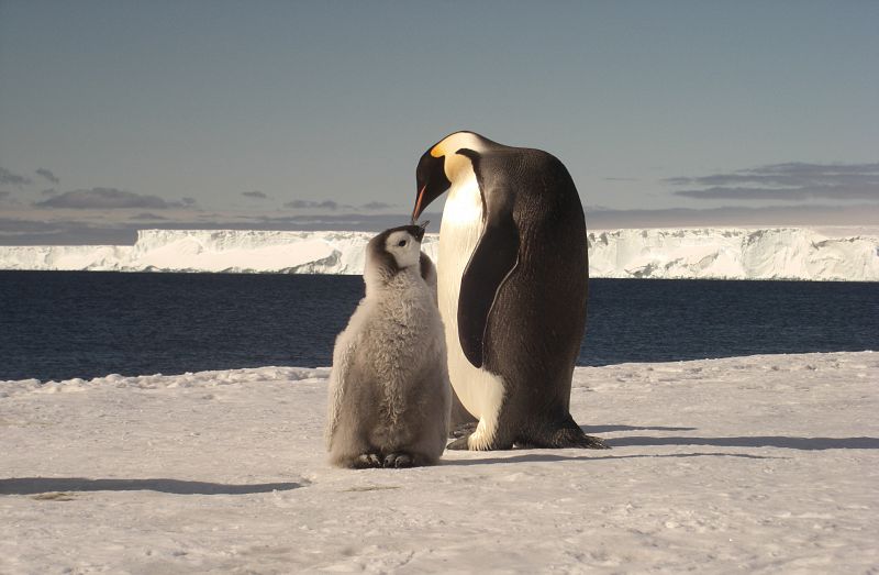 El pingüino emperador (Aptenodytes forste), altamente adaptado a las condiciones antárticas, se enfrenta a un problema similar. La placa de hielo regional, necesaria para su reproducción, está disminuyendo, lo que también se traduce en poca disponibi