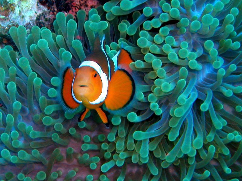 Los peces payaso (Amphiprion ocellaris) también son víctimas de la acidificación. Las aguas ácidas les impiden tener su sentido del olfato y por tanto no pueden encontrar refugio.