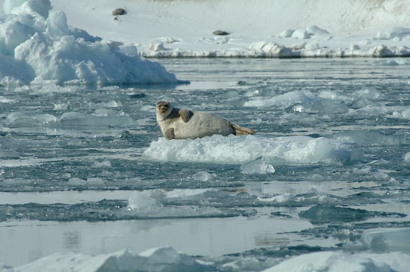 La foca anillada (Pusa hispida) está obligada a moverse hacia el norte debido a la retirada del hielo.