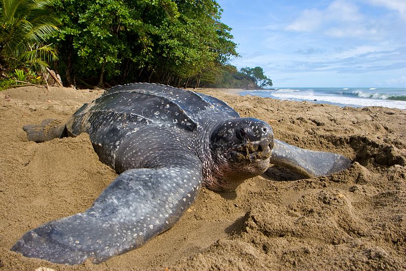 La tortuga laúd (Dermochelys coriacea) está amenazada por el aumento del nivel del mar y el aumento de la actividad de las tormentas debido al cambio climático que destruye los hábitats donde nidifican.
