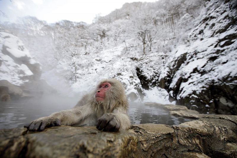 Un macaco japonés, conocido como el Mono de la NIeve, empapado por la nieve de Yamanouchi en el centro de Japón.