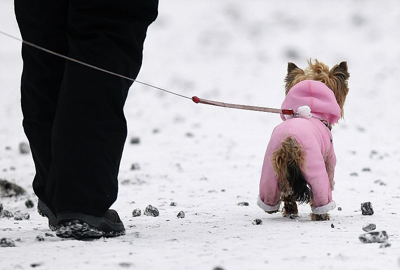 Un perro bien abrigado pasea junto a su dueño en la ciudad alemana de Winterberg.