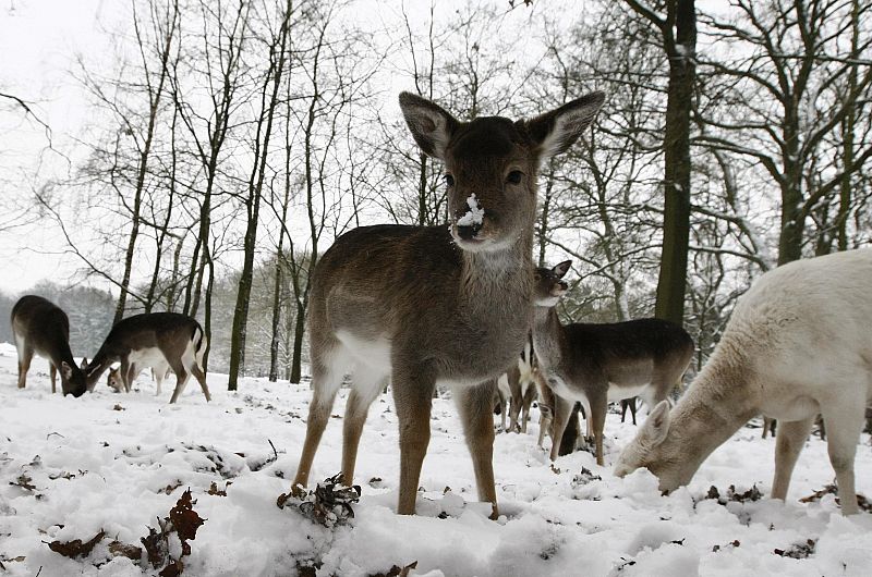 Un cervatillo colorado busca comida en el recinto de un parque de Hamburgo cubierto de nieve.