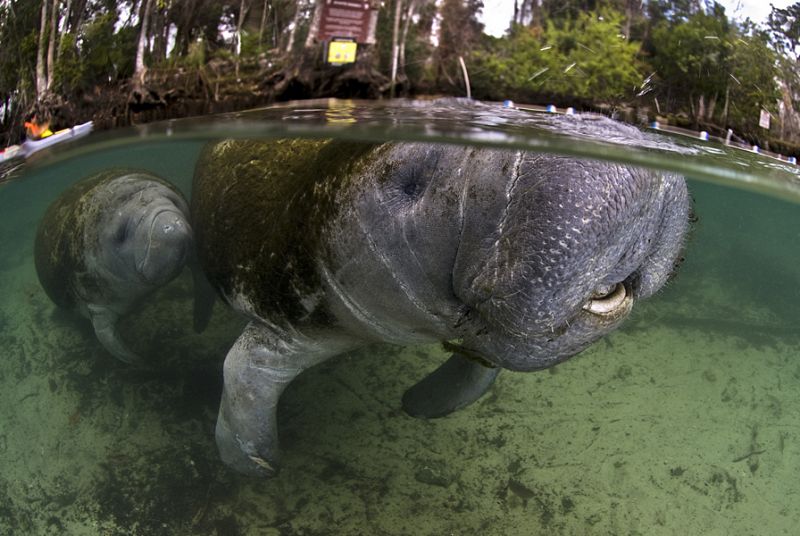 Premio especial ¿Año Internacional la Biodiversidad 2010¿ dotado con 600¿. Canto de sirenas .Dicen que los antiguos marineros confundieron a los manatís con sirenas al contemplar las dos mamas del animal. En uno de los libros de bitácora de Colón qu